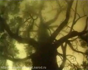 Ежик в тумане, кадр №16